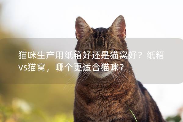 貓咪生產(chǎn)用紙箱好還是貓窩好？紙箱vs貓窩，哪個(gè)更適合貓咪？